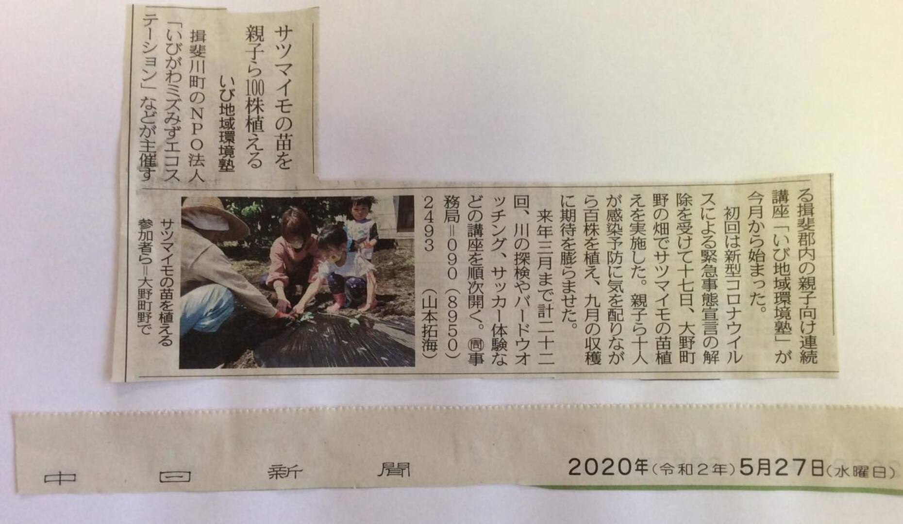 いび地域環境塾のさつまいもの苗植え 中日新聞